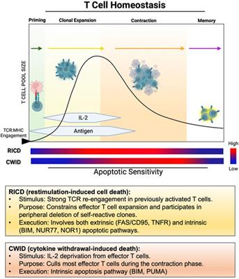 Molecular and temporal control of restimulation-induced cell death (RICD) in T lymphocytes